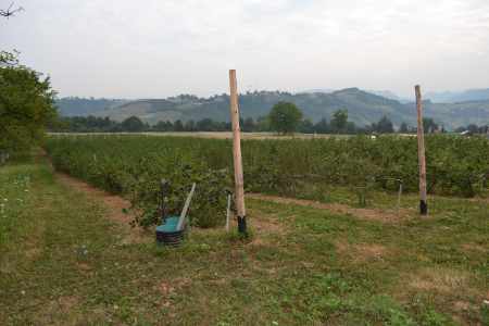 PlantazaAronije 014